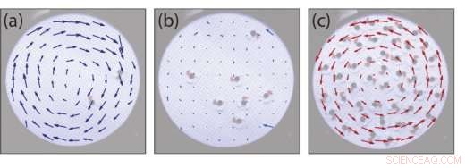 The Science Behind Bird Flocks: How Birds Coordinate Flight