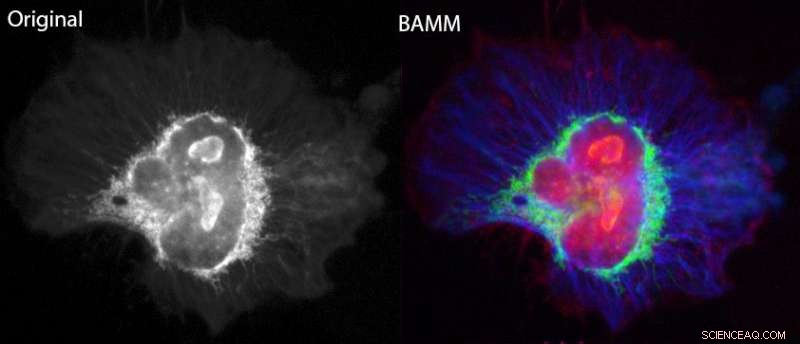 BAMM Technique Enhances Fluorescence Microscopy: CNBP s Breakthrough