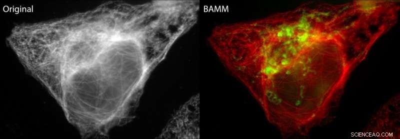 BAMM Technique Enhances Fluorescence Microscopy: CNBP s Breakthrough
