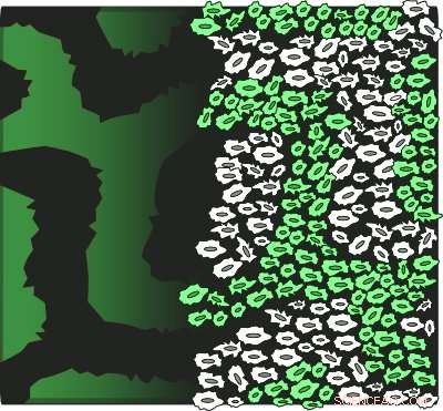 EMBL Expands Turing Theory to Explain Biological Pattern Formation