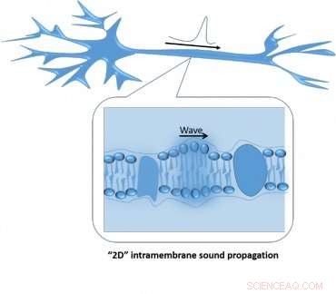 Scientists Discover Sound Wave Annihilation in Lipid Films