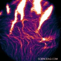 Spontaneous Pattern Formation: Wave Fronts and Ant Trails
