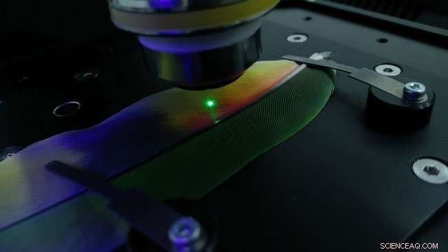 Scientists Reveal Parrot Feather Discovery Illuminating Plumage Origins