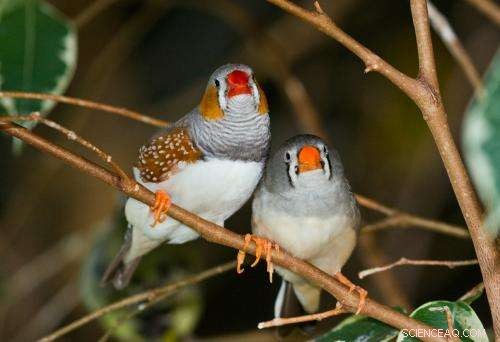Synthesizing Zebra Finch Song from Vocal Muscle: A New Frontier in Avian Music Research