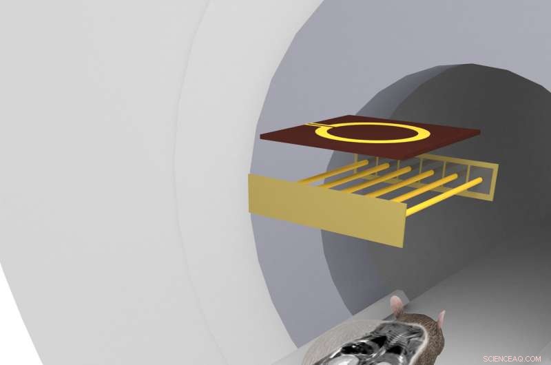Innovative MRI Coil Enables High-Resolution Whole-Mouse Imaging
