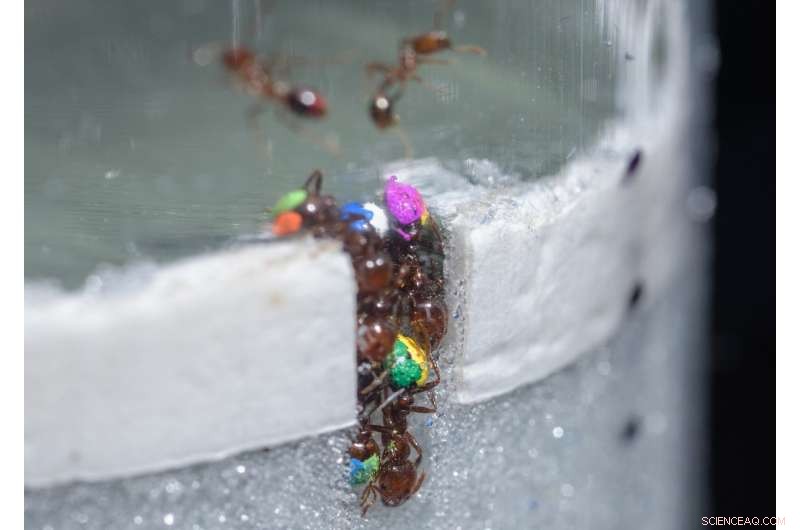 Ants and Robots Reveal That Adding More Workers Doesn’t Always Increase Productivity