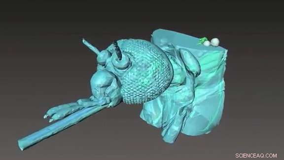 Unlocking Insect Secrets: X‑Ray Imaging of Winged Creatures with the Advanced Photon Source