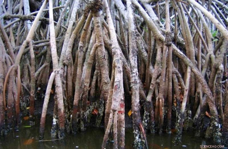 Engineered Mangroves Offer a Natural Solution to Coastal Threats