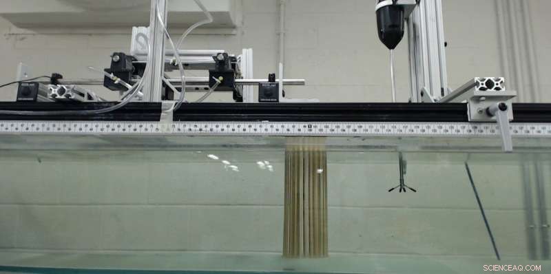 Engineered Mangroves Offer a Natural Solution to Coastal Threats