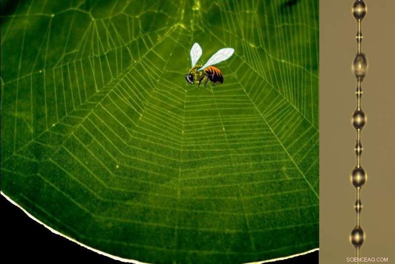 How Spider Webs Efficiently Absorb Energy: Insights into Their Elastic Design