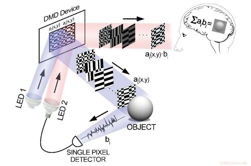 Human Vision Unlocks Ghost Imaging: Seeing Invisible Patterns with the Eye