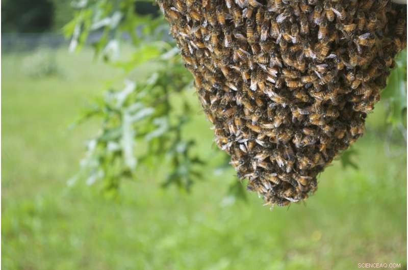 Scientists Shake Bee Swarms to Reveal Cooperative Stabilization
