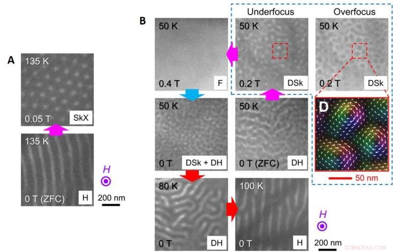 Stabilizing a Disordered Skyrmion Phase through Magnetic Frustration in a Chiral Magnet