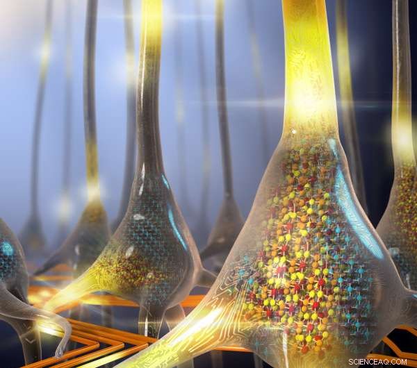 IBM’s New Brain‑Inspired Architecture Promises Faster AI Data Processing