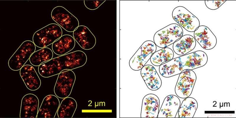 Exploring Bacteria at the Microscopic Scale: Insights into H‑NS Protein Dynamics