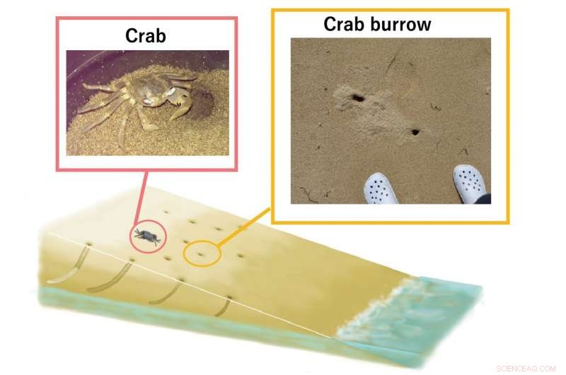 Scientists Discover a Fascinating Mechanical Connection Between Sand Crabs and Comets