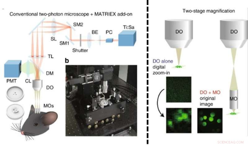 MATRIEX Imaging: Real-Time, Multi-Region Neural Activity Tracking Across the Brain