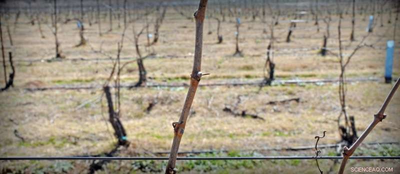 Reviving Dormant Crops with Advanced Plasma Technology