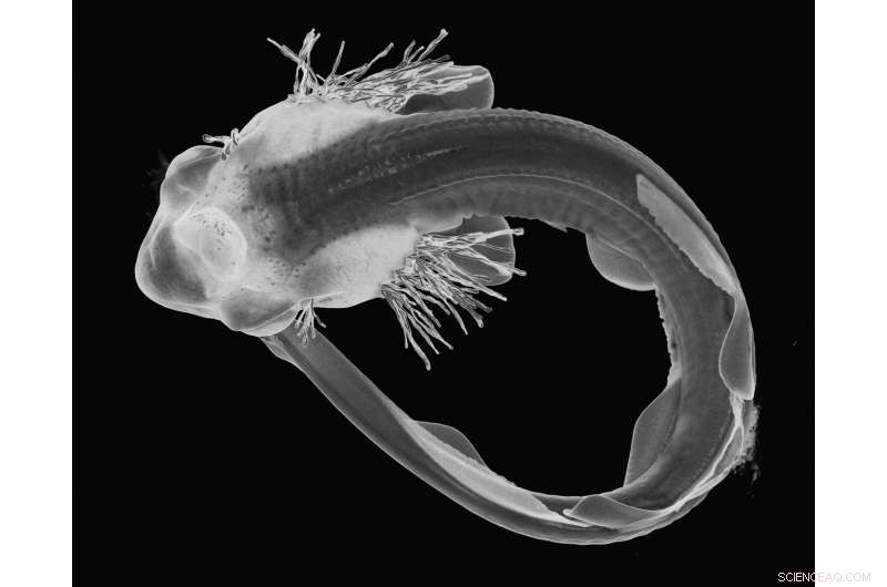 Alan Turing’s Pattern Theory Deciphers the Unique Scaling of Sharks