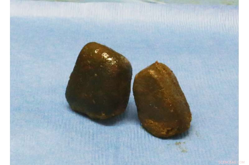 Scientists Reveal the Science Behind Wombats’ Cube-Shaped Droppings