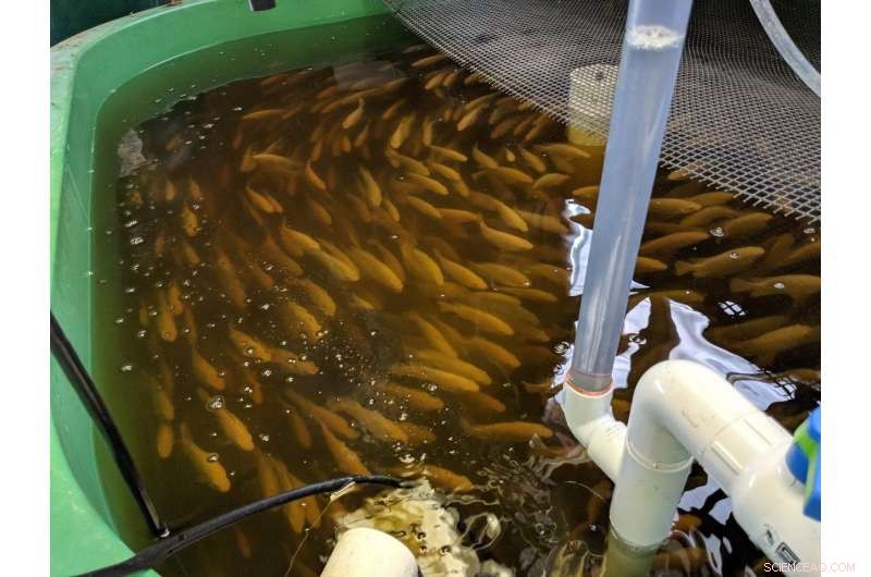 Optimizing Aquaponic Systems Through Advanced Water Flow Analysis