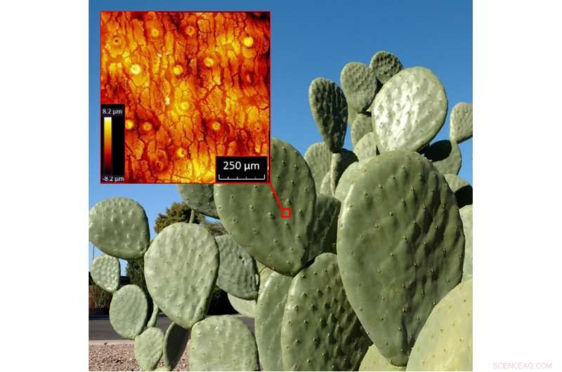 How Smart Hazmat Suits Mirror the Protective Design of Sonora Cactus Skins