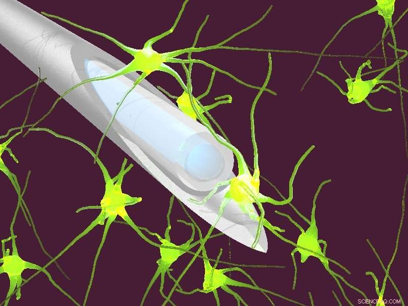 New Minimally Invasive Brain Probe Promises Advanced Neural Imaging