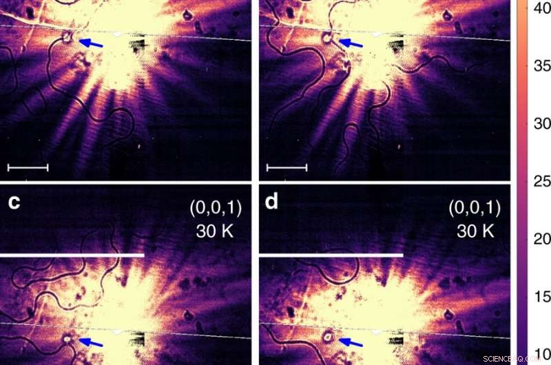 Mapping Antiferromagnetic Domains with Coherent X-ray Reflectometry