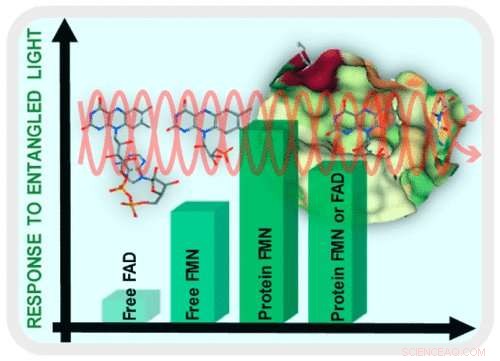 Quantum Entanglement Reveals Protein Structures with Minimal Light