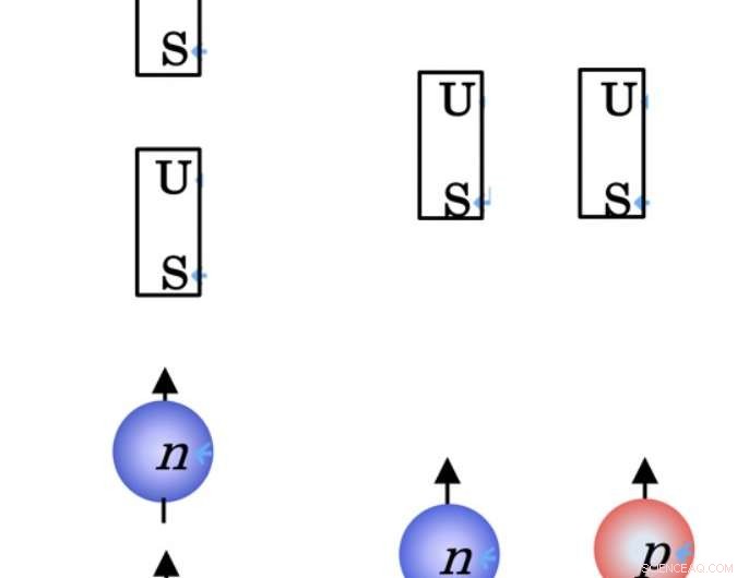 Proton Scattering Uncovers Hidden Proton‑Neutron Correlations in Atomic Nuclei
