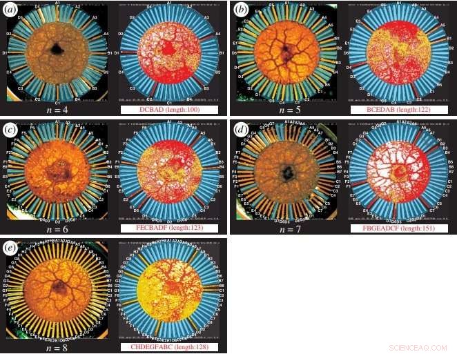 Amoeba-Based Algorithm Achieves Linear-Time Approximation for NP-Hard Problems