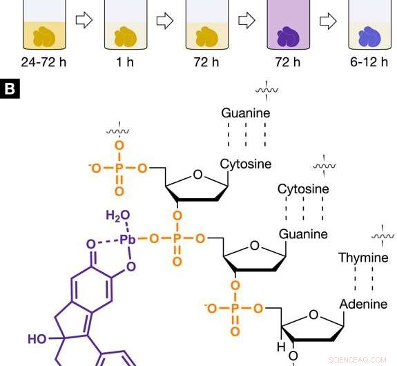 Nucleus‑Specific X‑Ray Stain Enables Precise 3‑D Virtual Histology