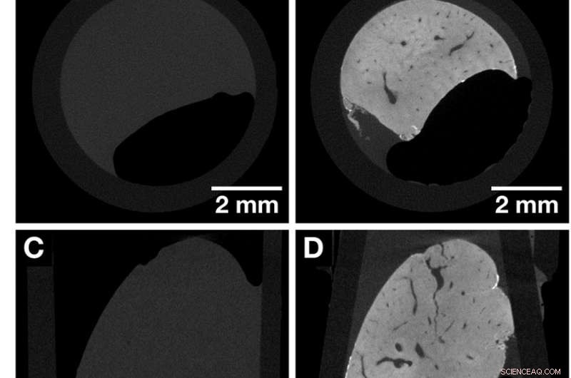 Nucleus‑Specific X‑Ray Stain Enables Precise 3‑D Virtual Histology