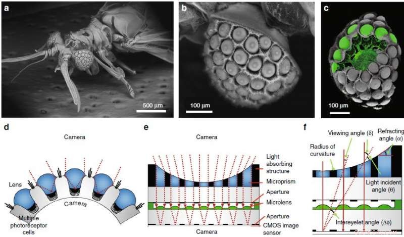 Revolutionizing Imaging: Ultrathin Digital Camera Designed From Xenos peckii Eye Structure