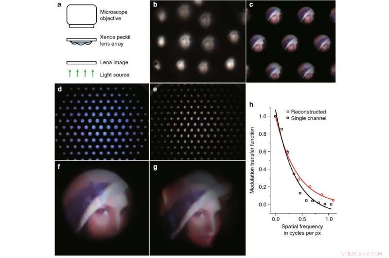 Revolutionizing Imaging: Ultrathin Digital Camera Designed From Xenos peckii Eye Structure