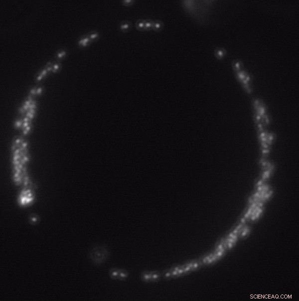 Reactive Optical Matter: Harnessing Light for Precise Motion