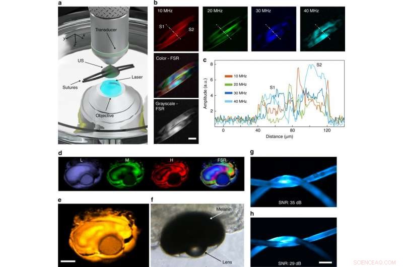 Hybrid Optoacoustic and Multiphoton Microscopy with Multi-Frequency Capabilities