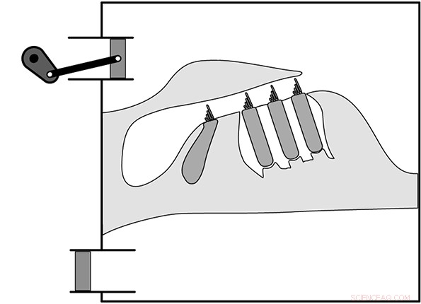 New Mechanism Reveals How the Ear Achieves Extraordinary Sensitivity