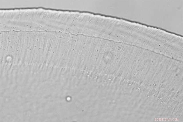 New Mechanism Reveals How the Ear Achieves Extraordinary Sensitivity