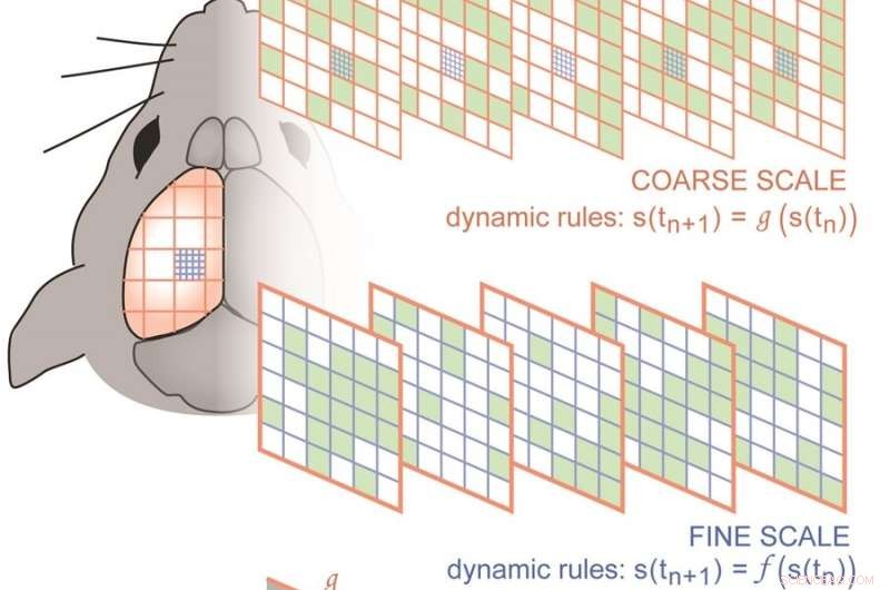 Exploring Unique Physical Principles Governing Brain Activity