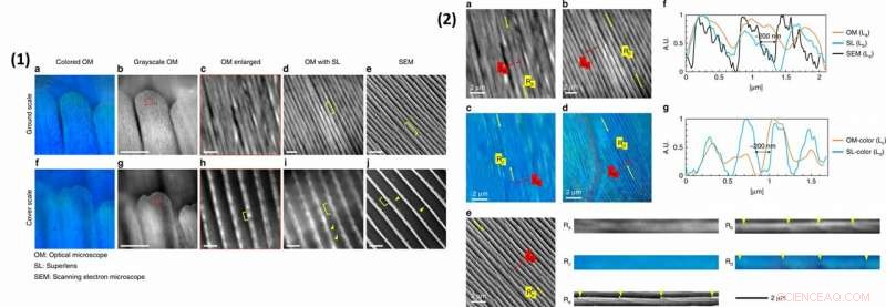 Biophotonics Breakthrough: Printing Liquid Superlenses for Ultra‑High‑Resolution Imaging of Butterfly Wings and Nanobiostructures