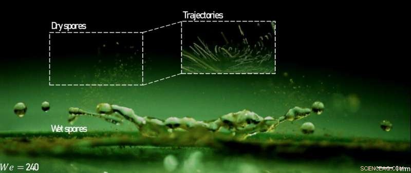 Illuminated Mini-Tornadoes: How Raindrop Impact Disperses Plant Spore Pathogens