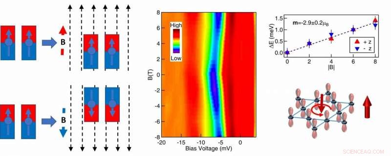 Exploring a Quantum Magnet with a Topological Twist: Kagome Lattice Physics Revealed