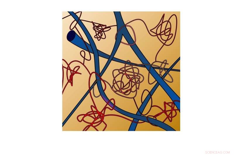 How Human Tissues Adapt to Mechanical Stress