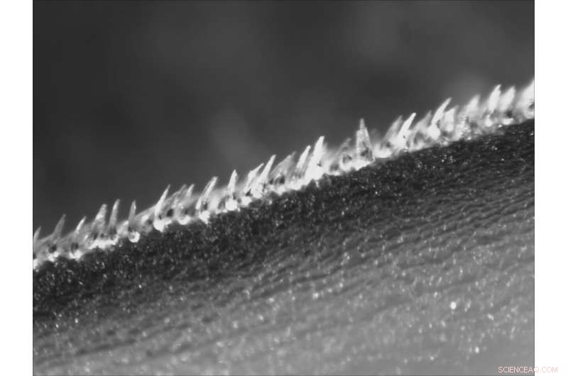 Water Tunnel Experiments Reveal How Mako Shark Scales Enable Exceptional Speed