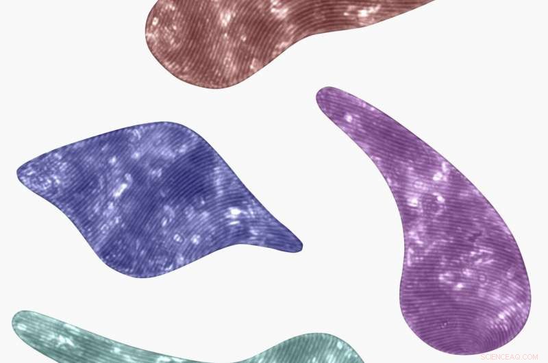 Unraveling the Swimming Motility of Euglena: Mechanisms and Behaviors