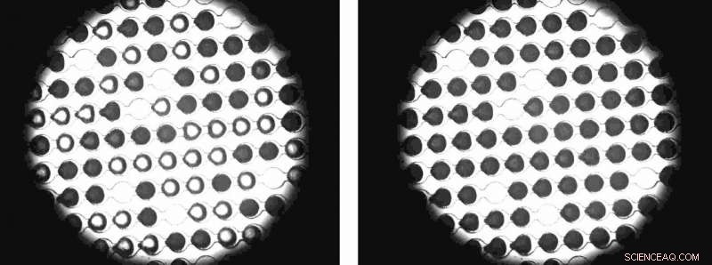 The Role of Antifreeze Proteins in Controlling Ice Crystal Growth
