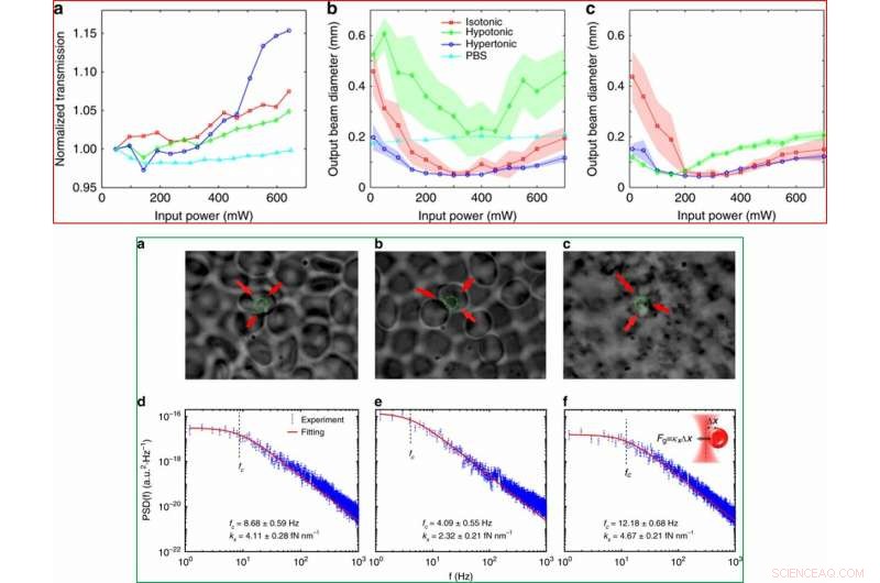 Optical Force Drives Self-Guided Light Through Human Red Blood Cell Suspensions