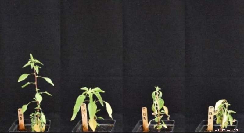 Smart Robot Weed Control: Autonomous Solutions for Glyphosate-Resistant Crops