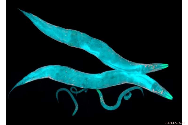 Leveraging Machine Learning to Decode and Forecast Worm Behavioral Dynamics